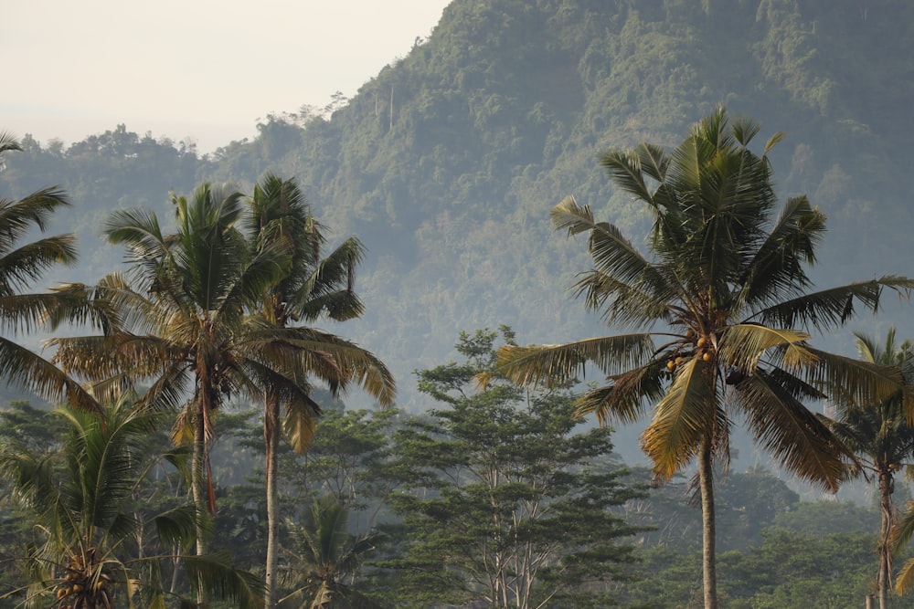 a group of palm trees in front of a mountain