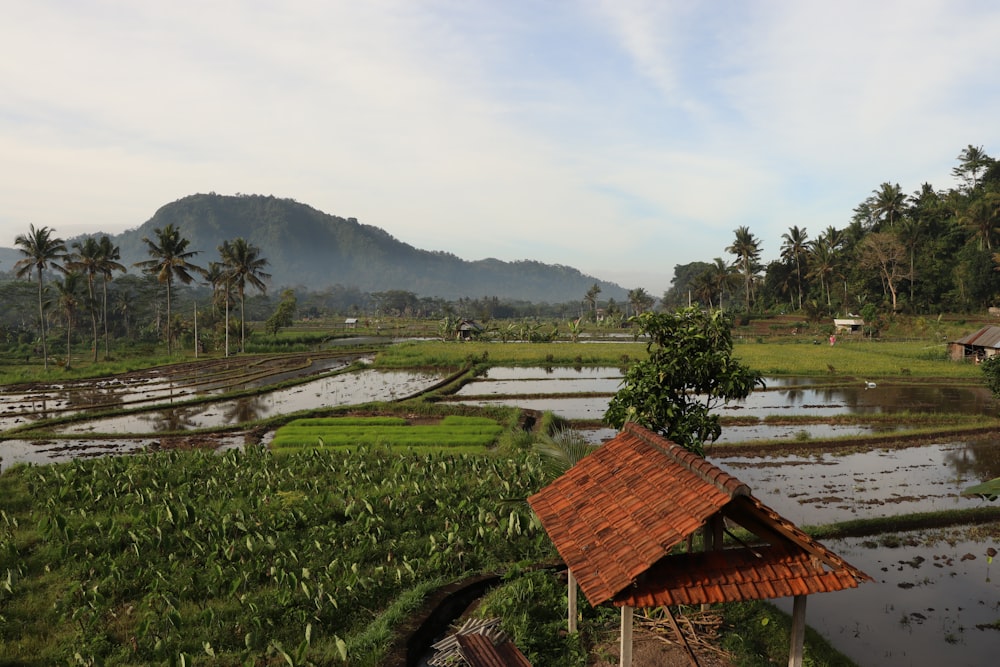 a rice field with a mountain in the background