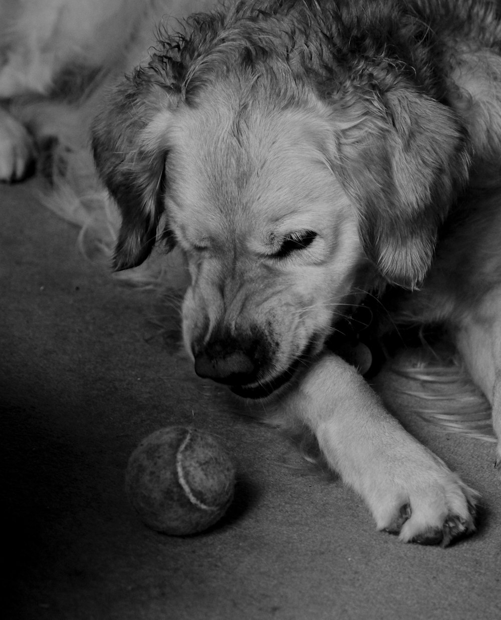 a dog lying on the ground