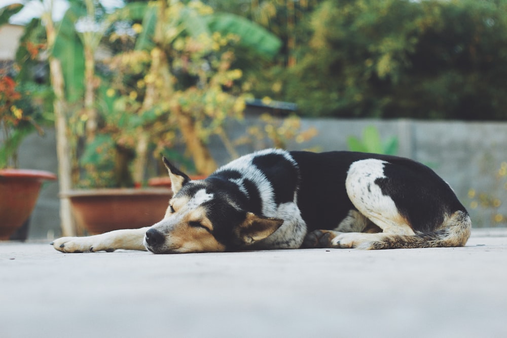 a dog lying on the ground