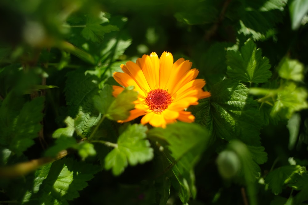 uma flor amarela cercada por folhas verdes