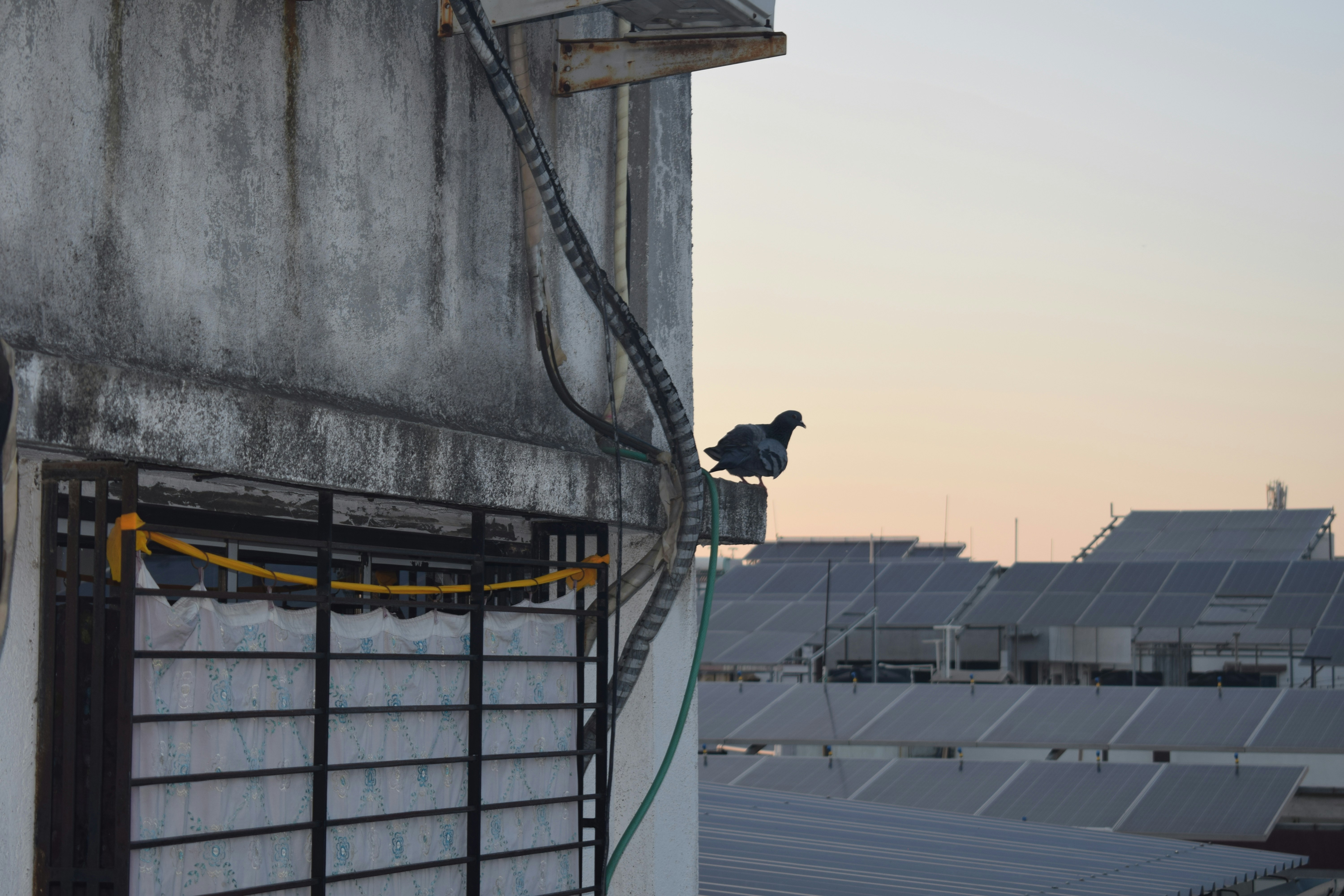a bird on a metal fence