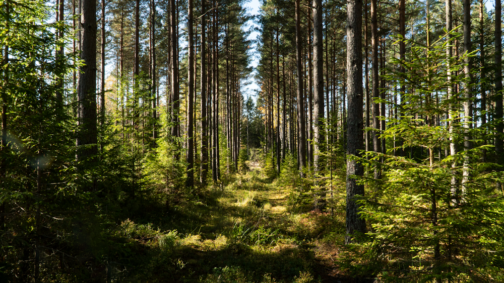 a forest of trees