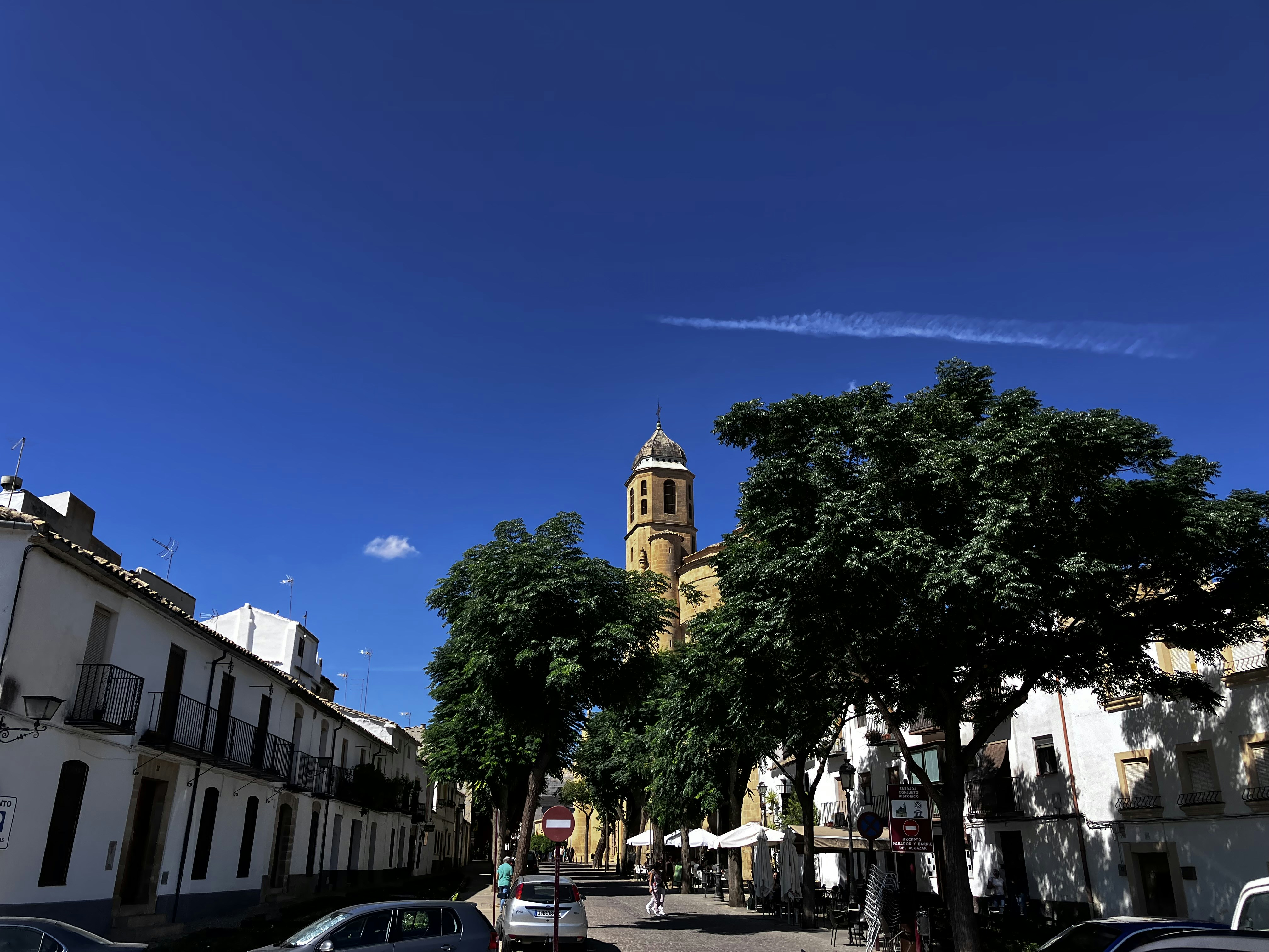 a street with trees and buildings on the side