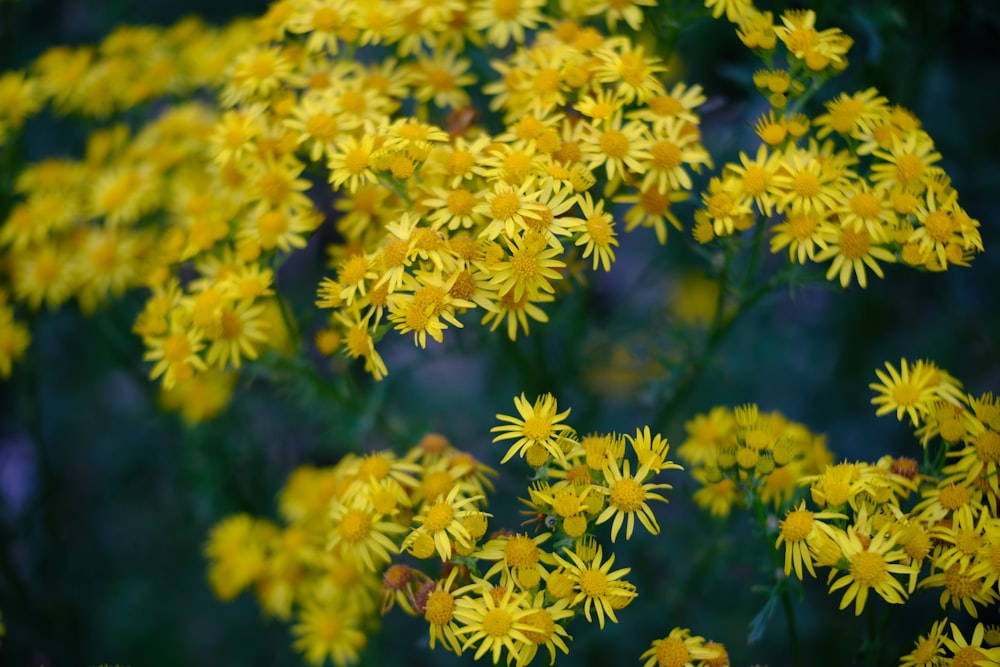 um campo de flores amarelas