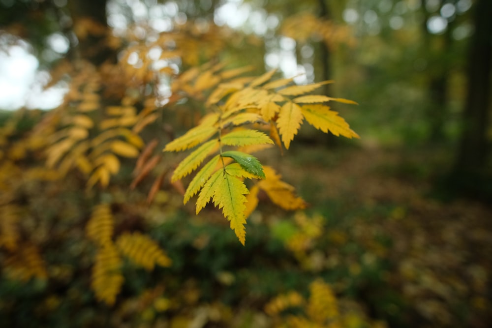 a close up of a yellow leaf