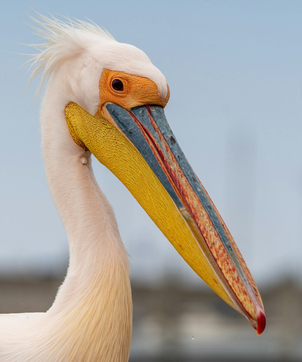 a bird with a long beak