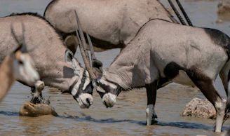 a group of oryx drinking water