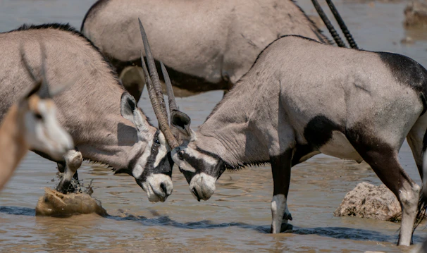 a group of oryx drinking water