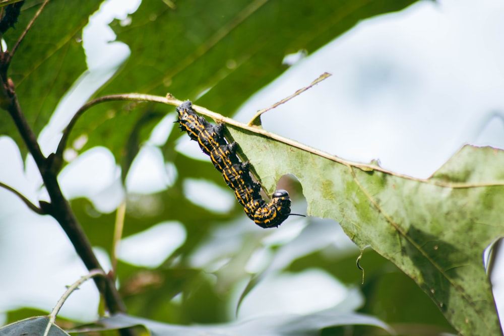 a caterpillar on a branch