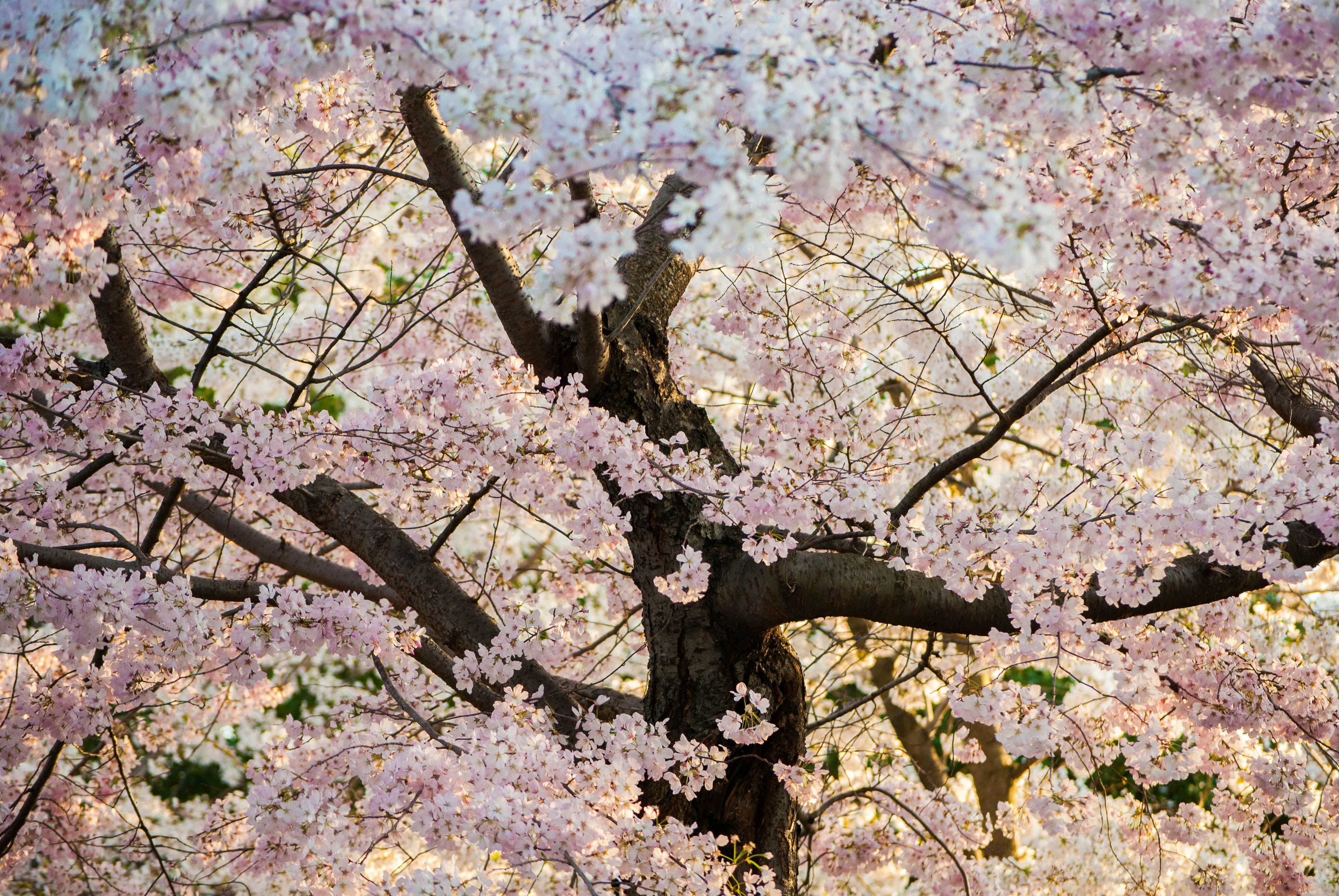 a tree with white flowers