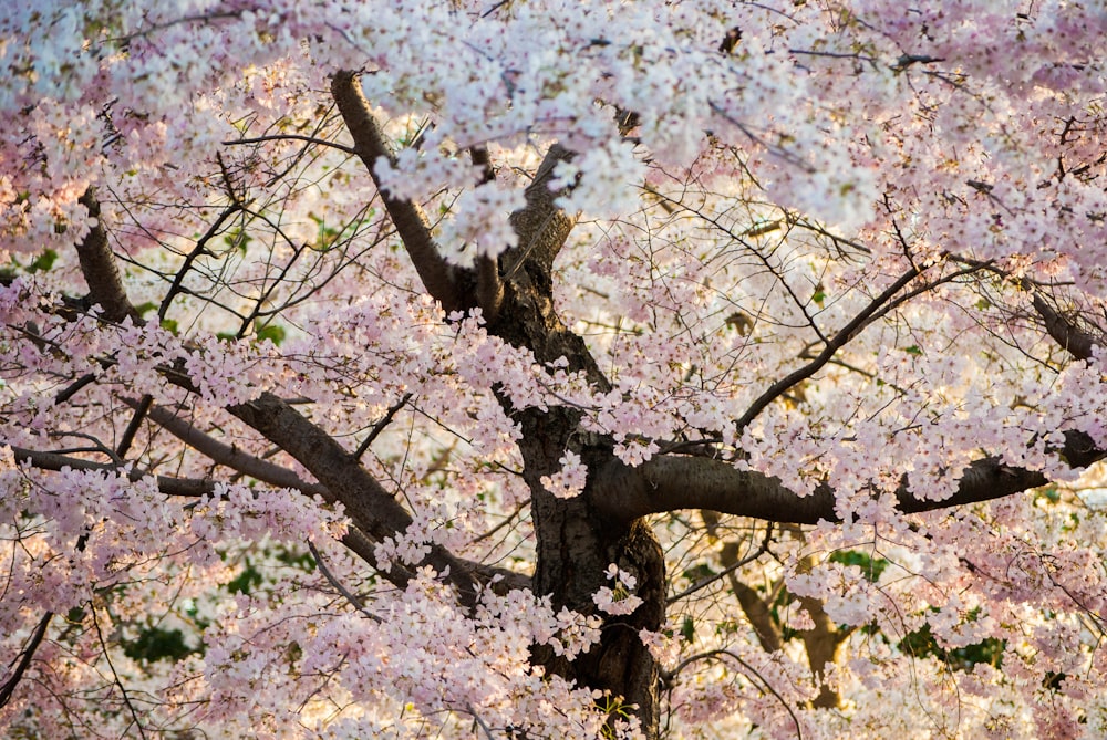 a tree with white flowers