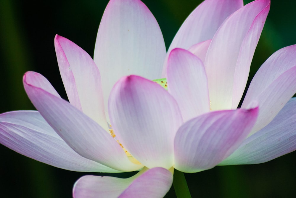 a close up of a flower