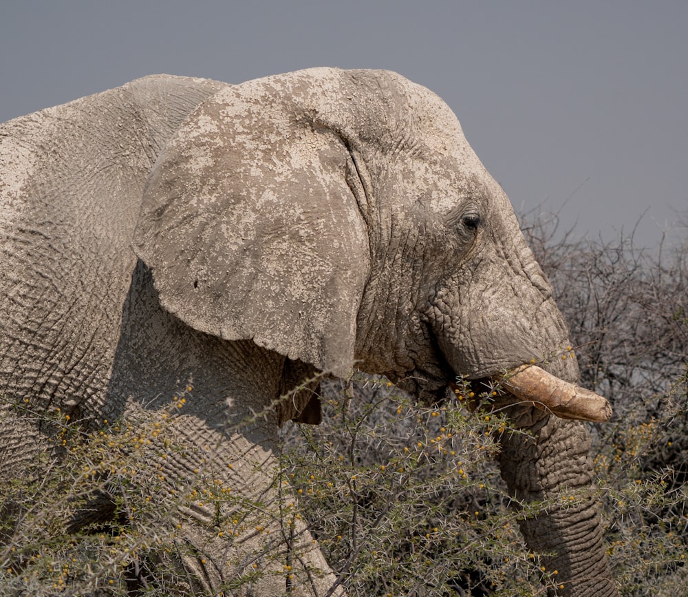 an elephant with tusks