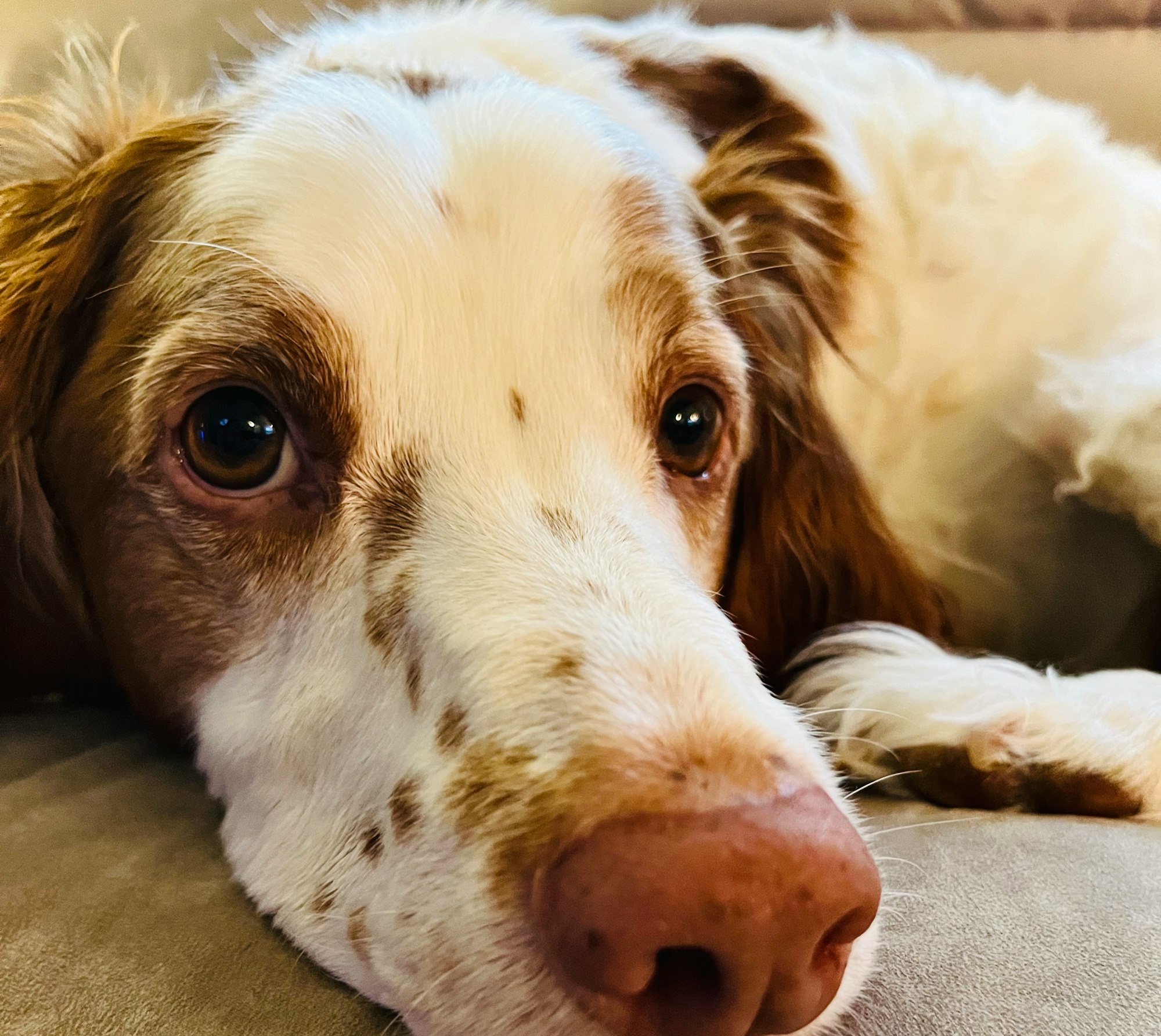 a Brittany Spaniel dog lying on the ground