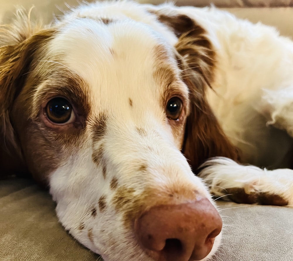 a dog lying on the ground