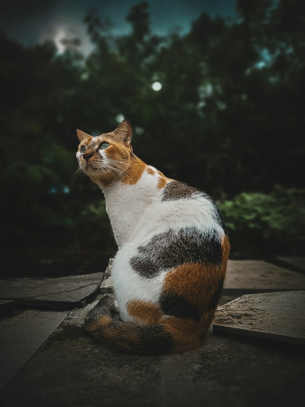 a cat sitting on a ledge