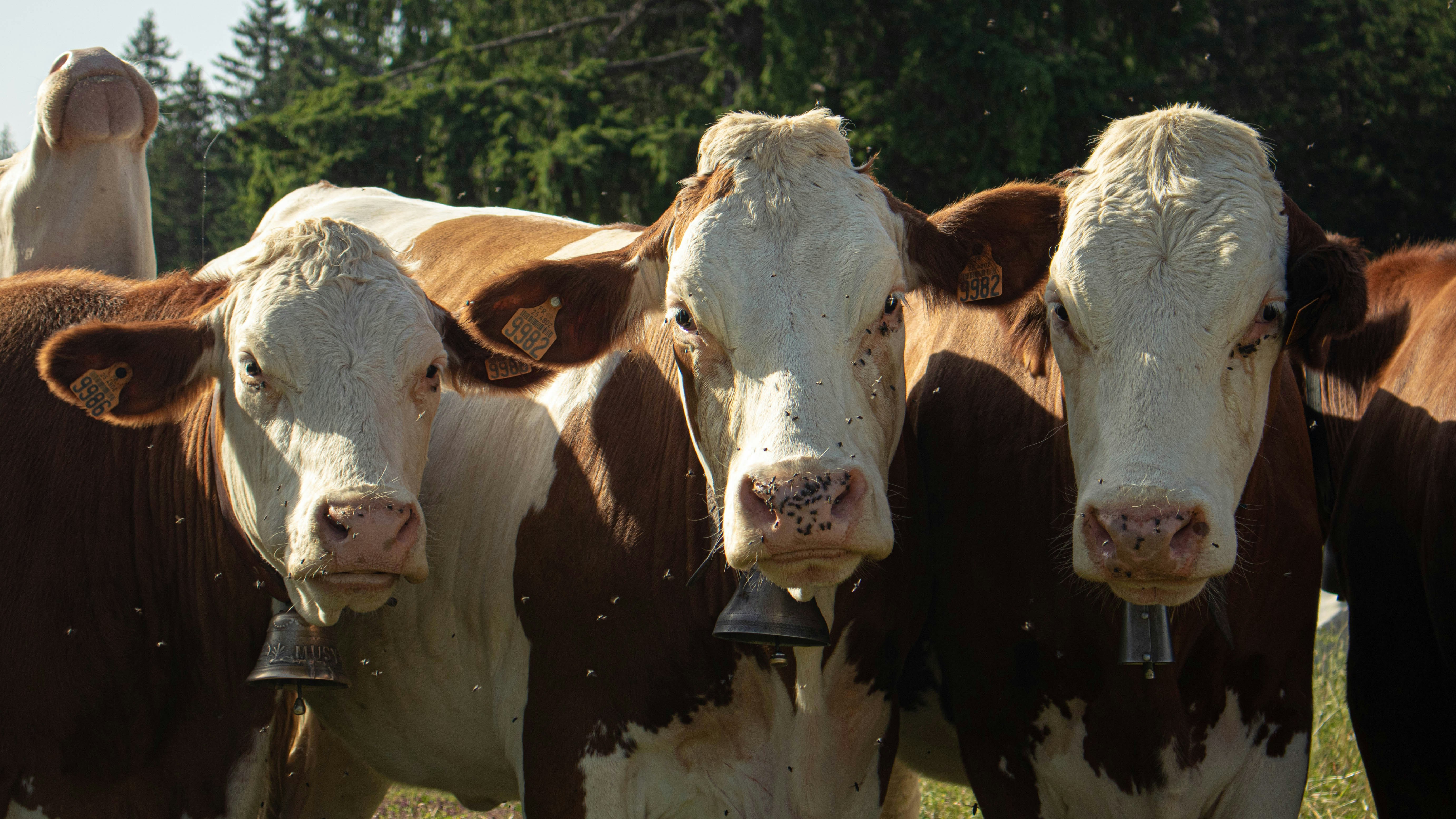 Photo by mathisbotton