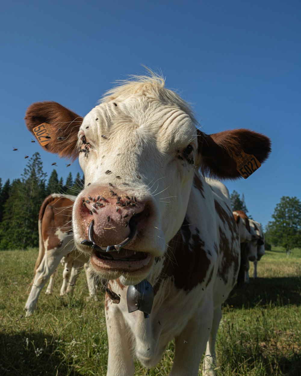 Une vache avec un anneau nasal photo – Photo Malbuisson Gratuite sur  Unsplash