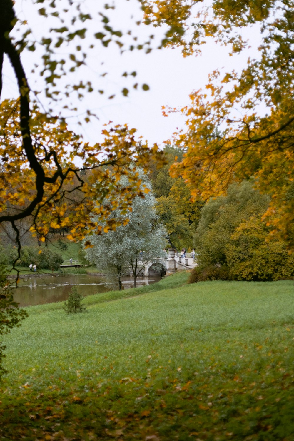 Un parque con árboles y césped