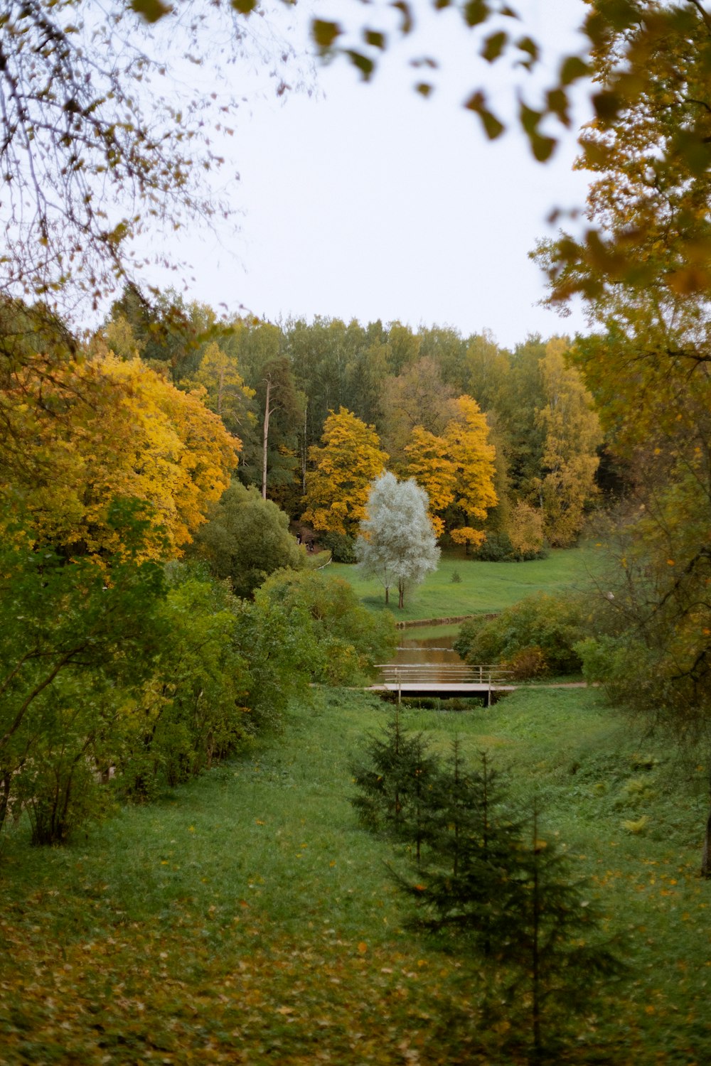 a landscape with trees and grass