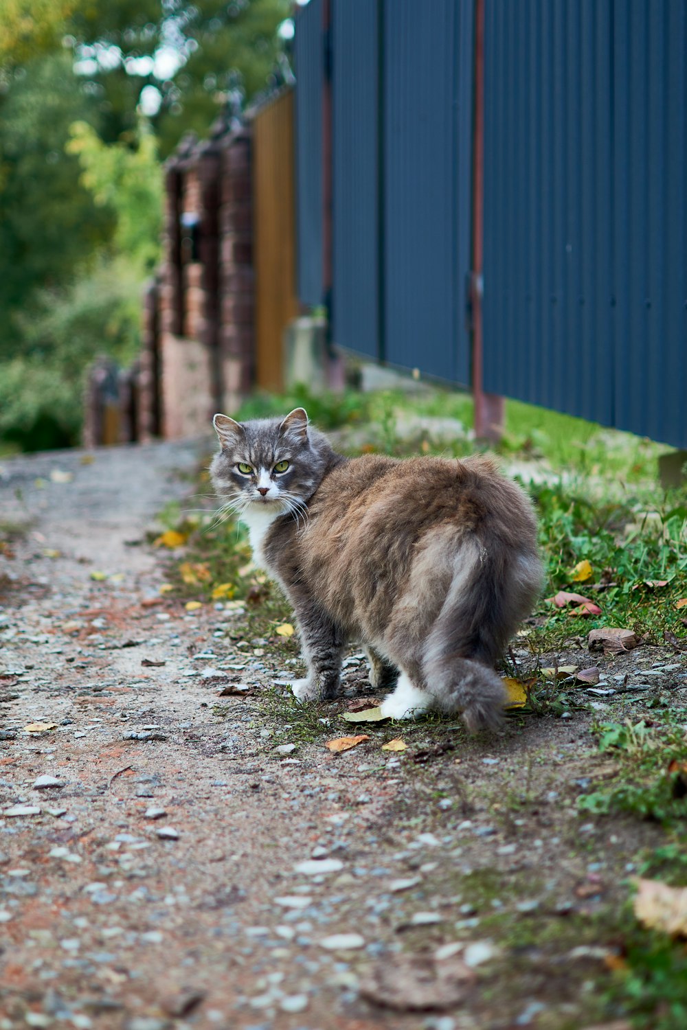 a cat walking on a gravel road