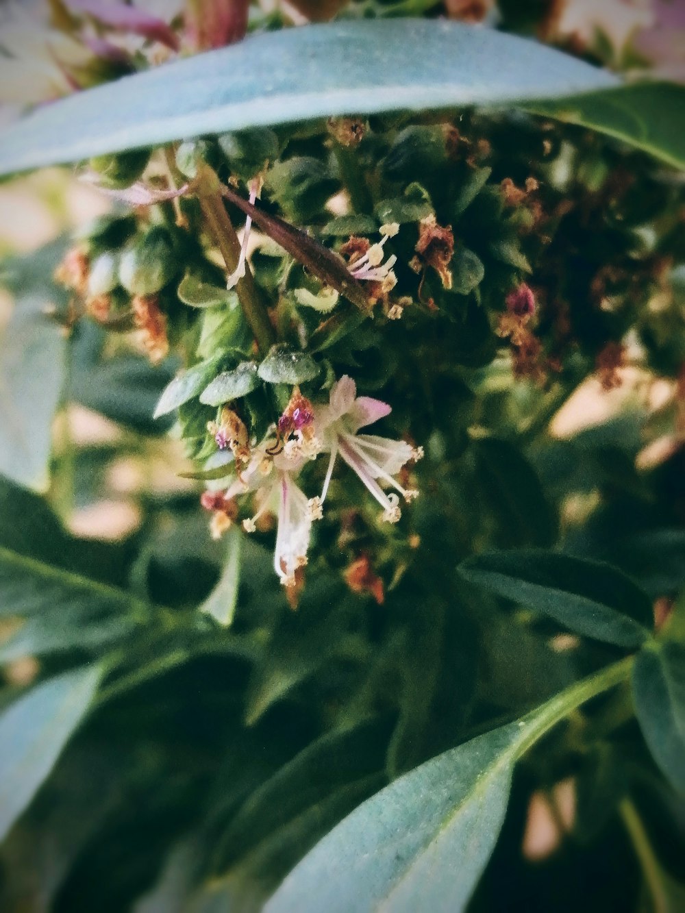 a close up of a plant