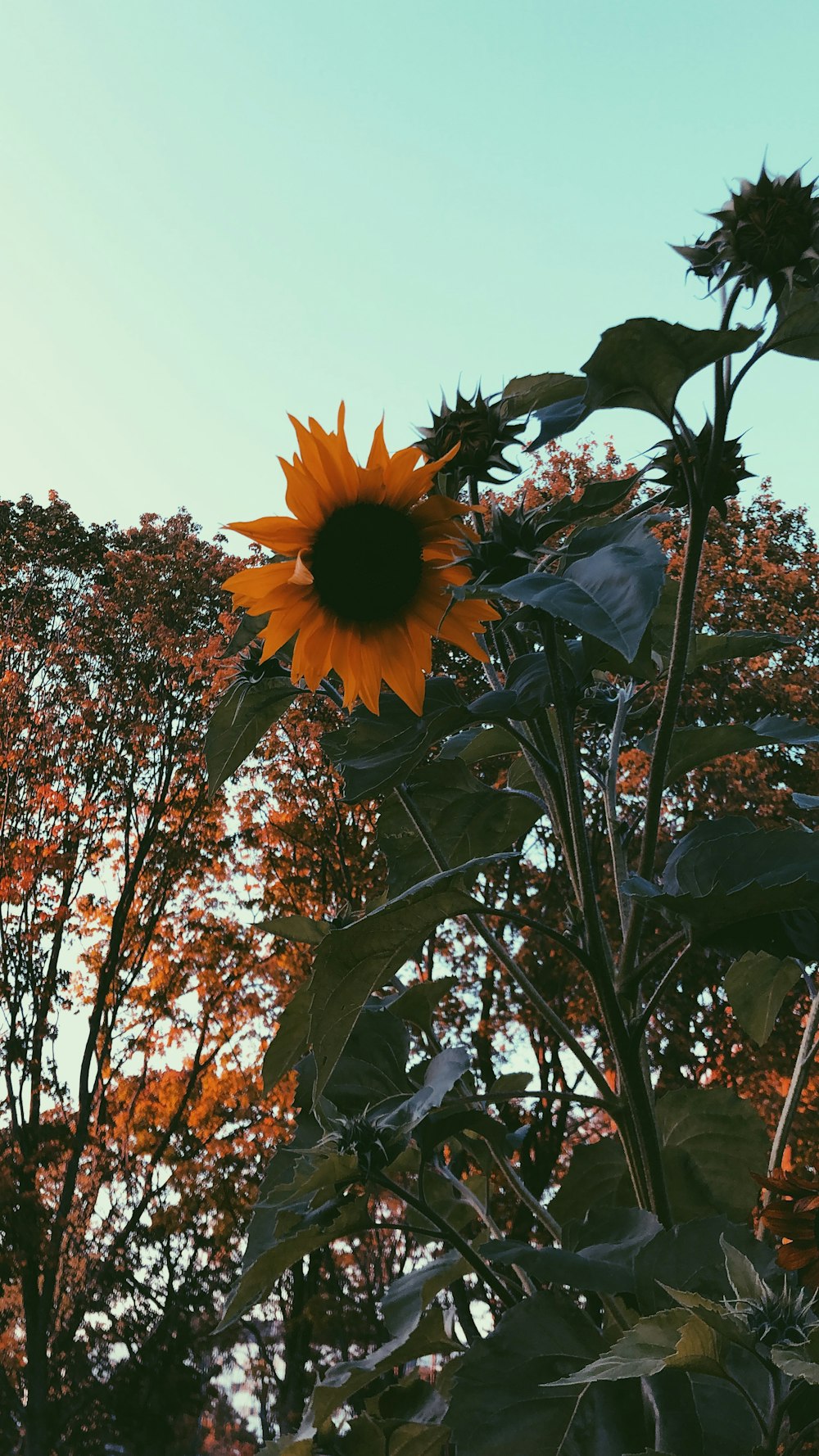 a sunflower growing in a field