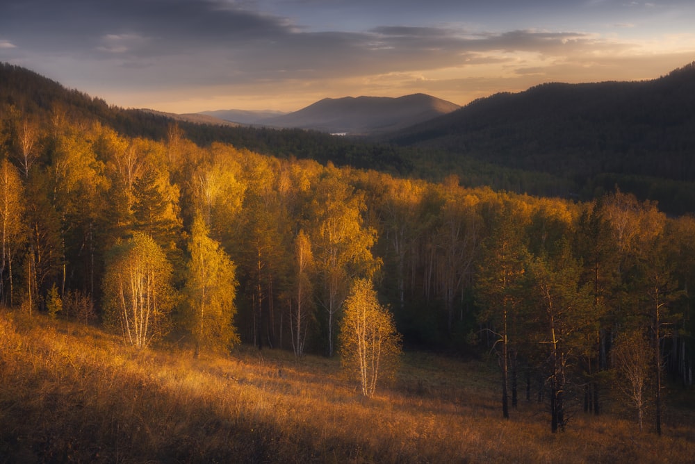 a forest of trees