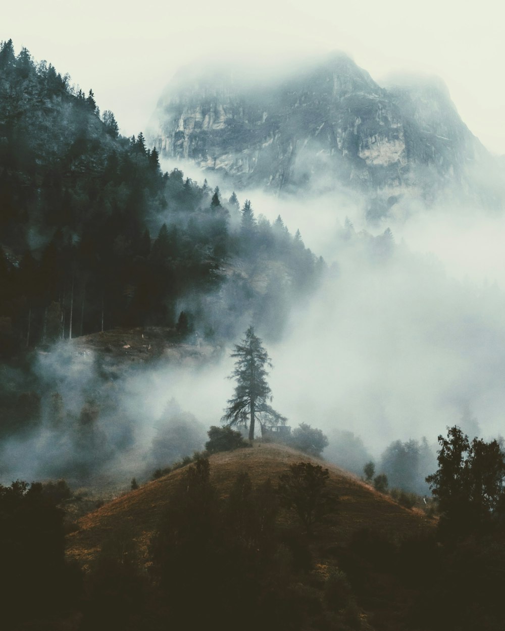 a foggy mountain with trees