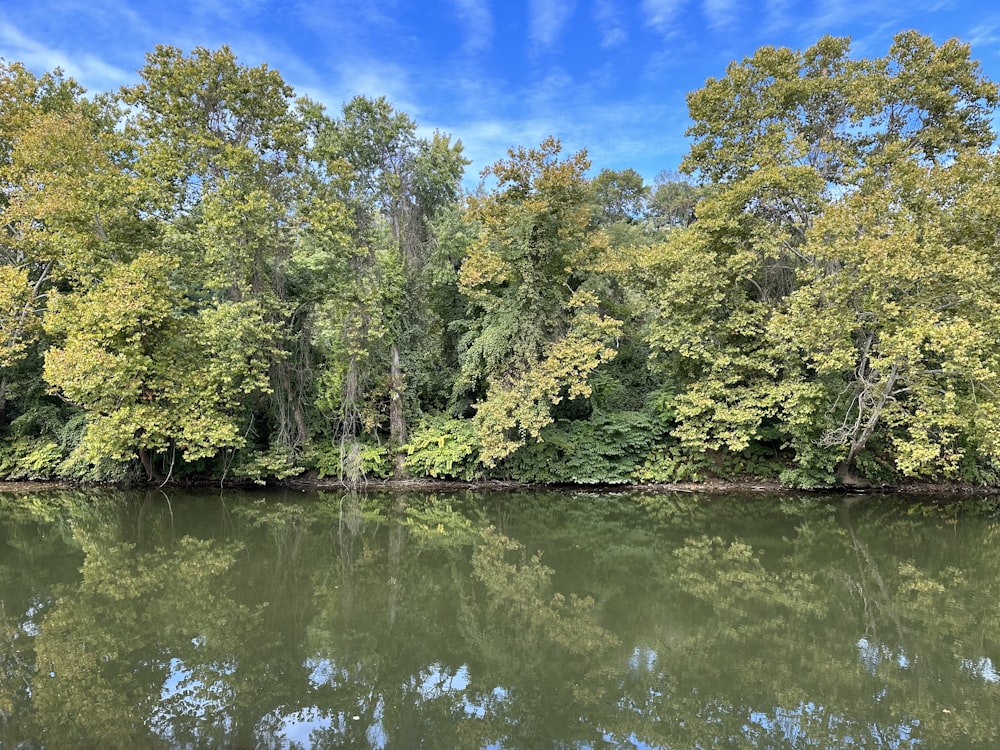 a body of water with trees around it