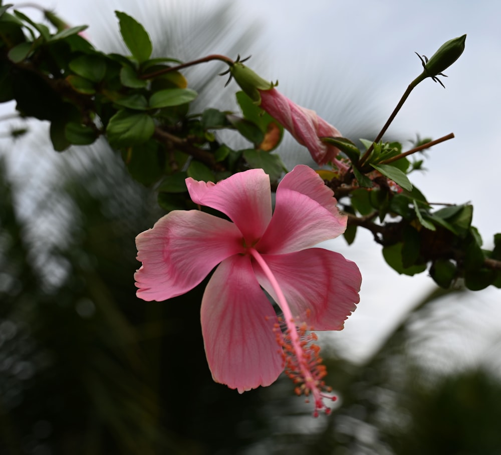 a pink flower on a branch