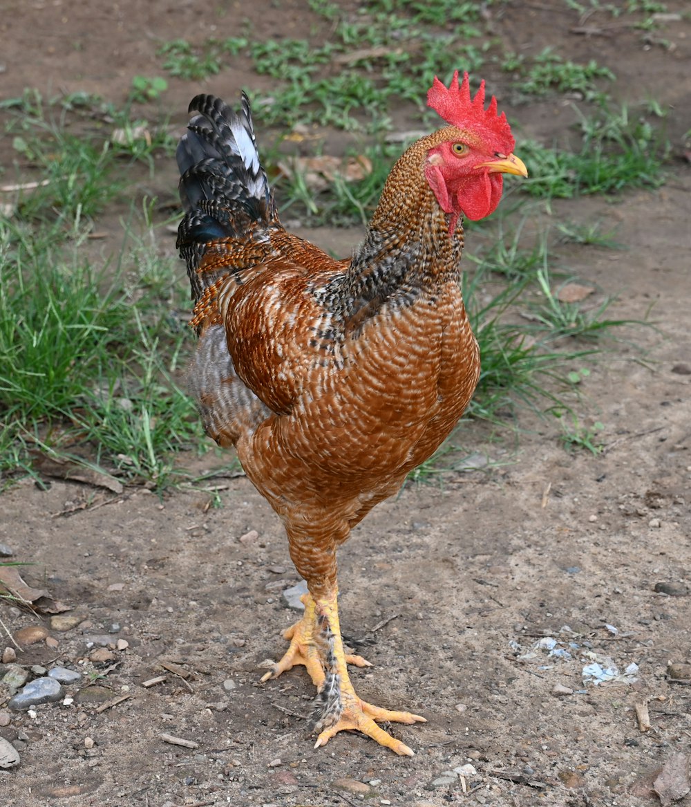 a rooster standing on dirt