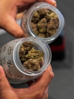 Two hands hold glass jars filled with cannabis buds. The buds are dense and have a mix of green and brown hues. The jars have a frosted surface with a pattern. The background is blurred, emphasizing the contents of the jars.