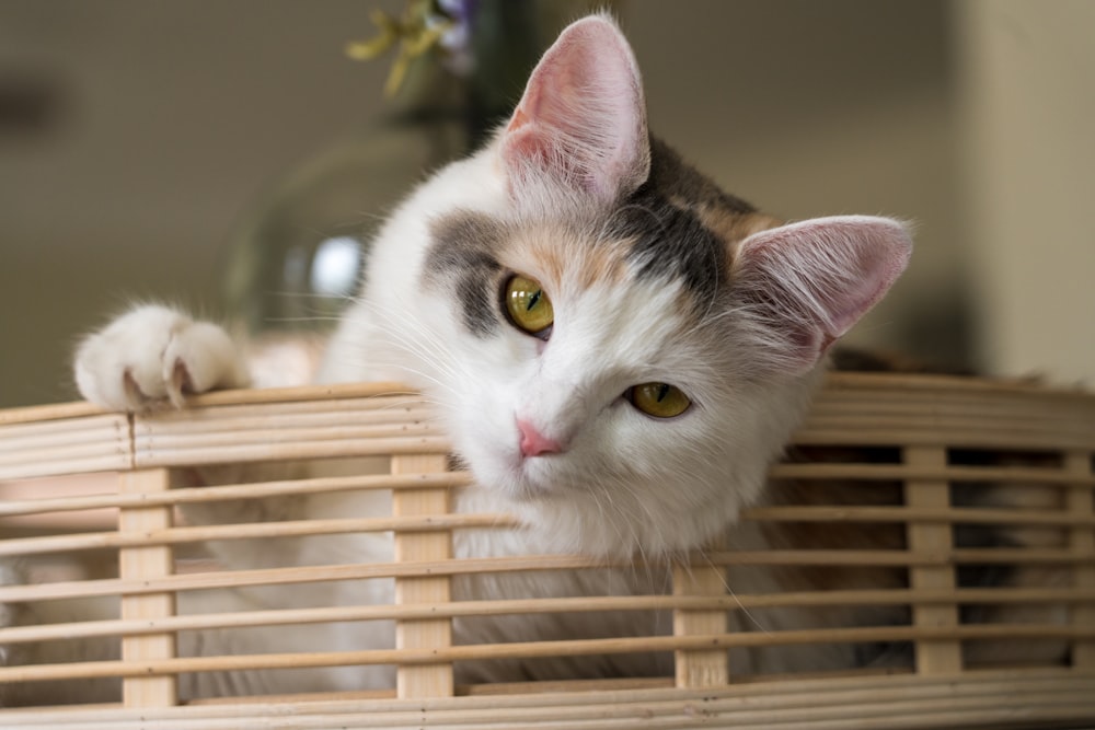 a cat lying on a chair