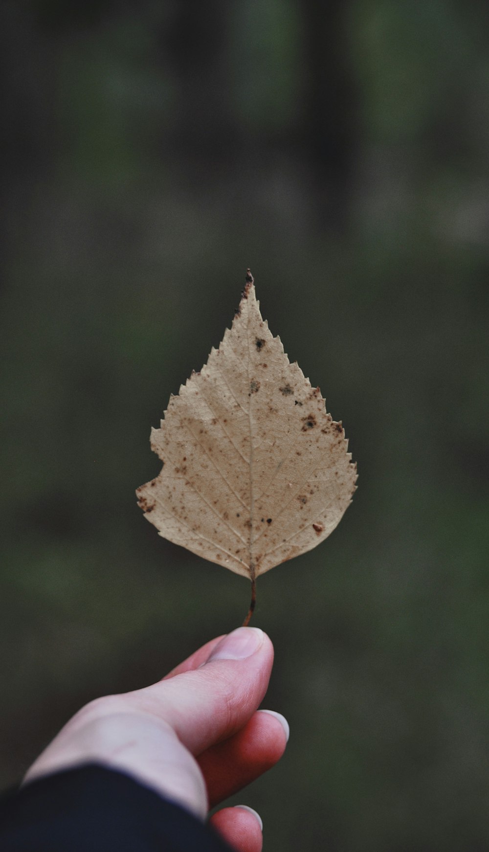 una mano che tiene una foglia