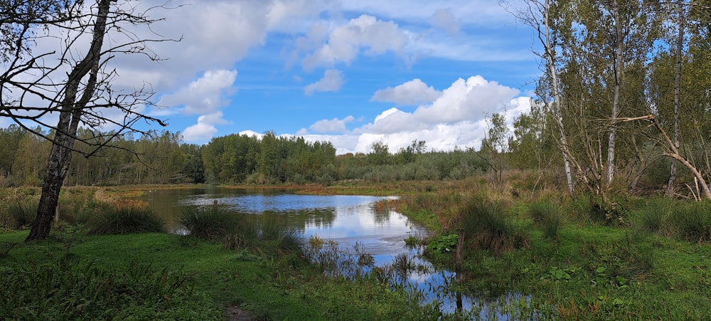 a small pond surrounded by trees