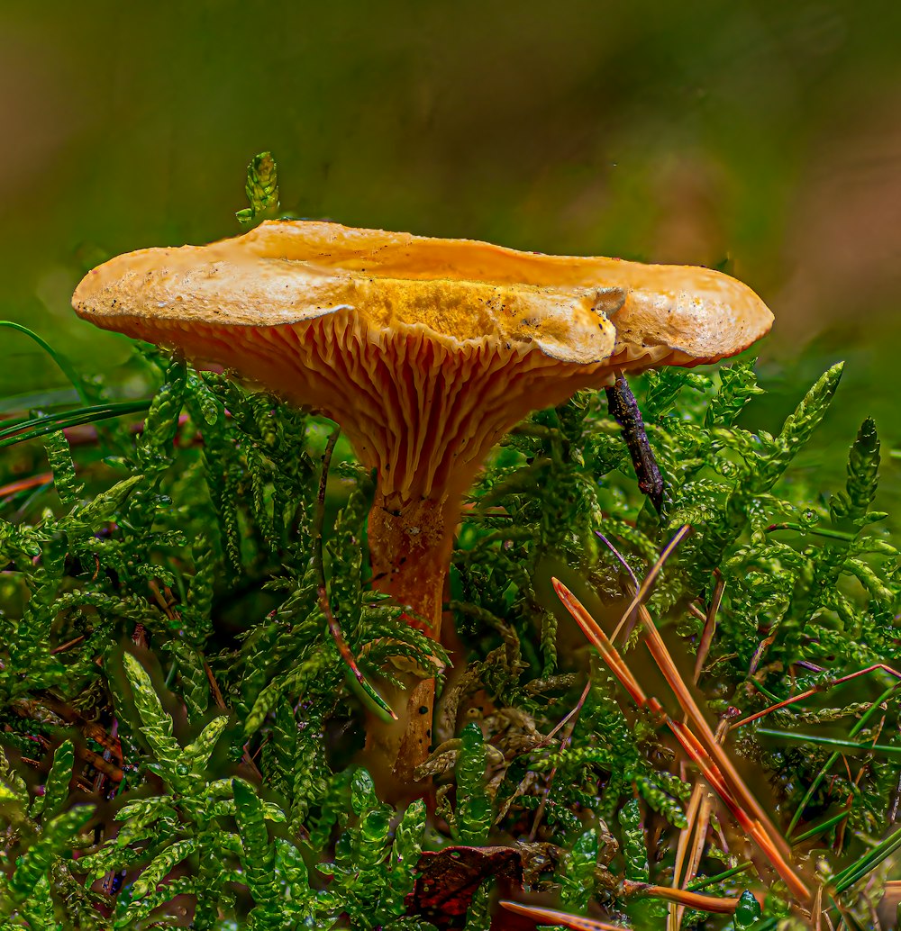 a mushroom growing in the grass