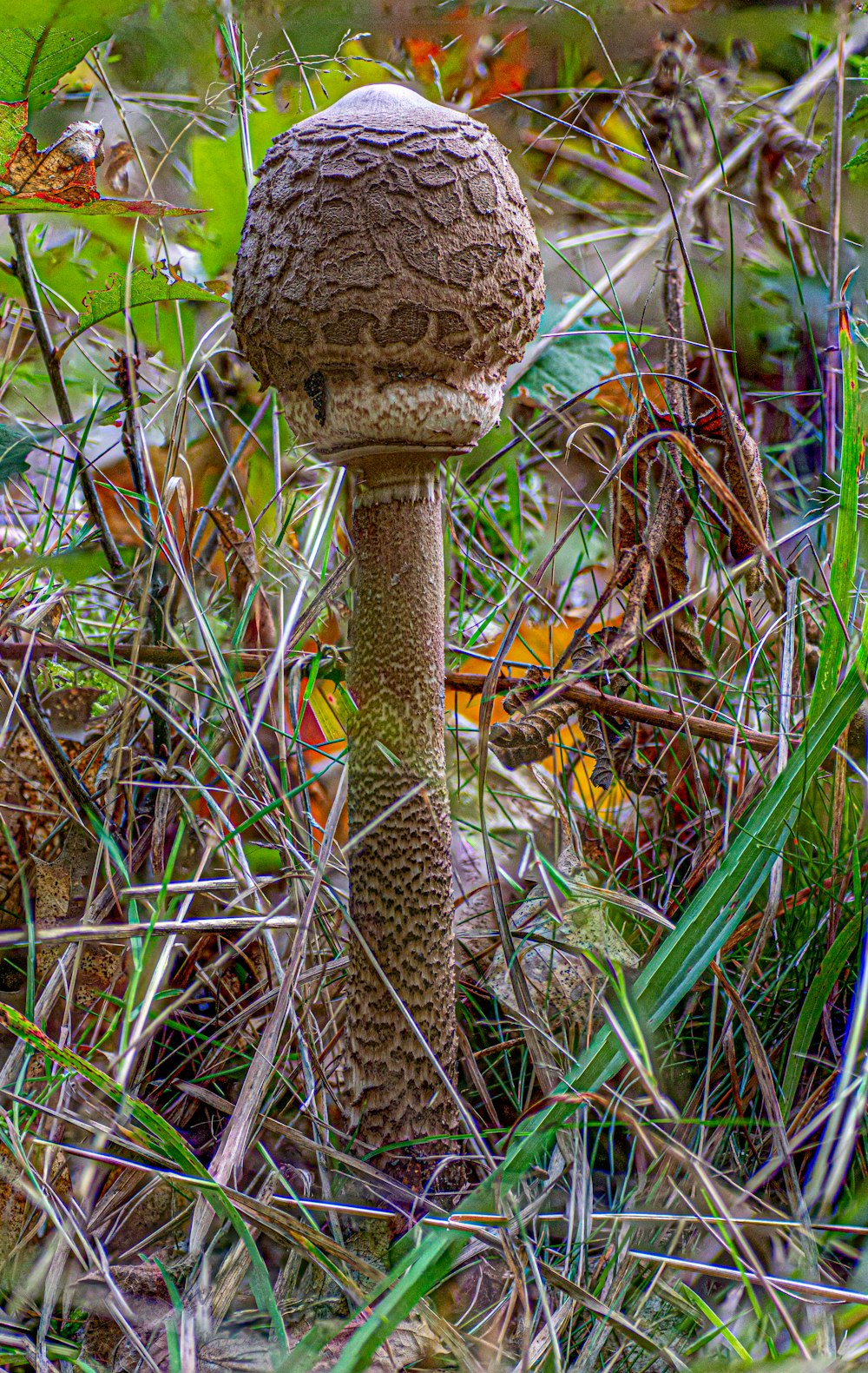 a mushroom growing in the grass