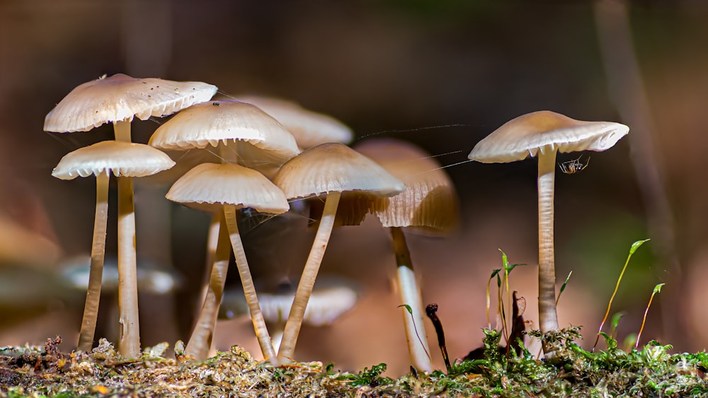 a group of mushrooms