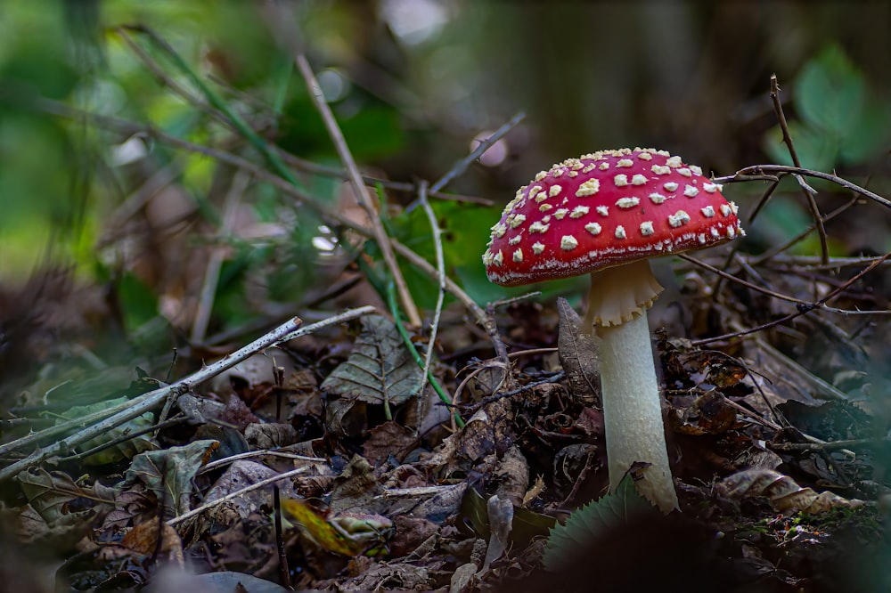 a red and white mushroom