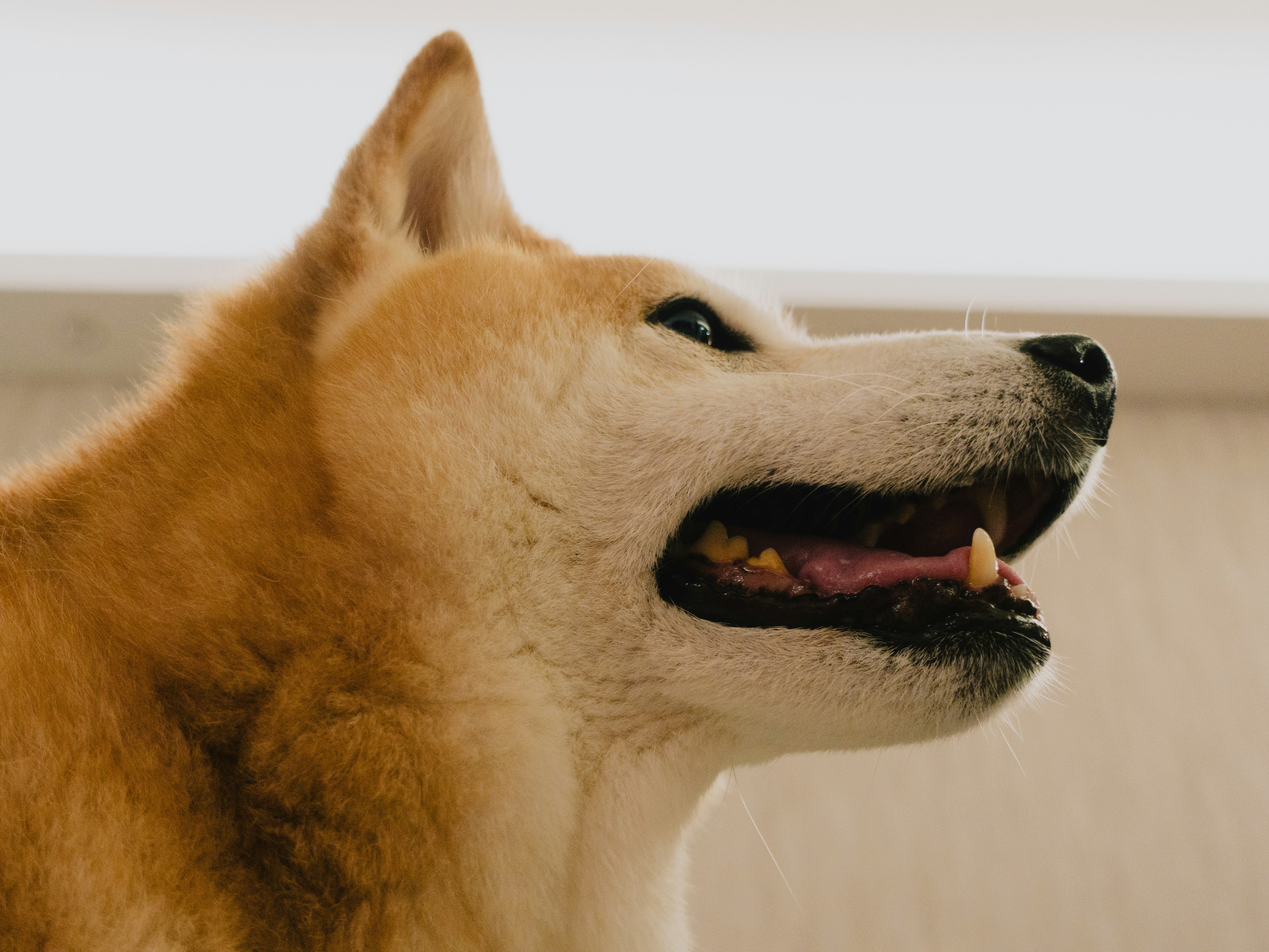 Cheap Crypto to Buy Right Now? Analysts Highlight Undervalued Tokens As Rotation Begins