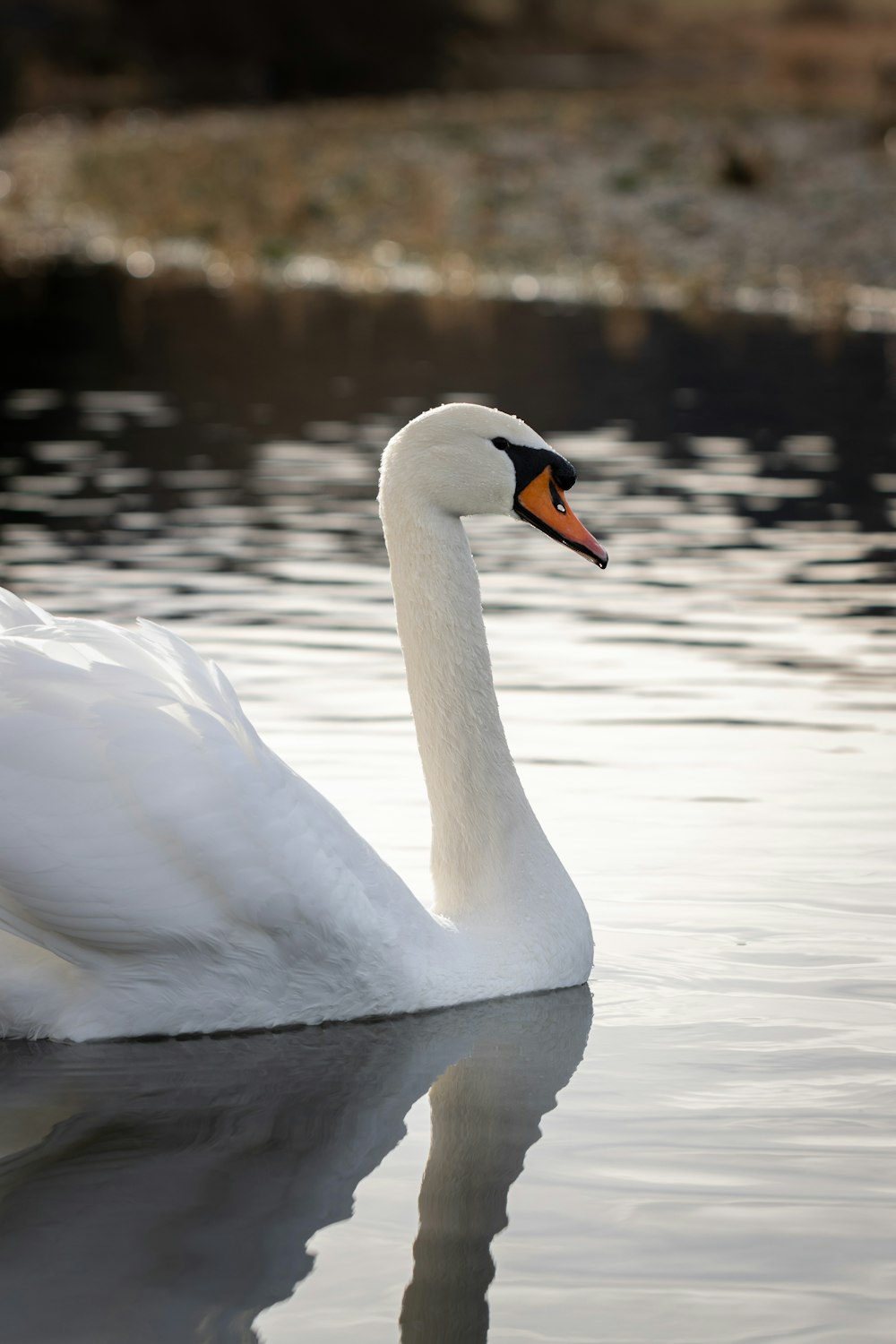 a white swan swimming in water