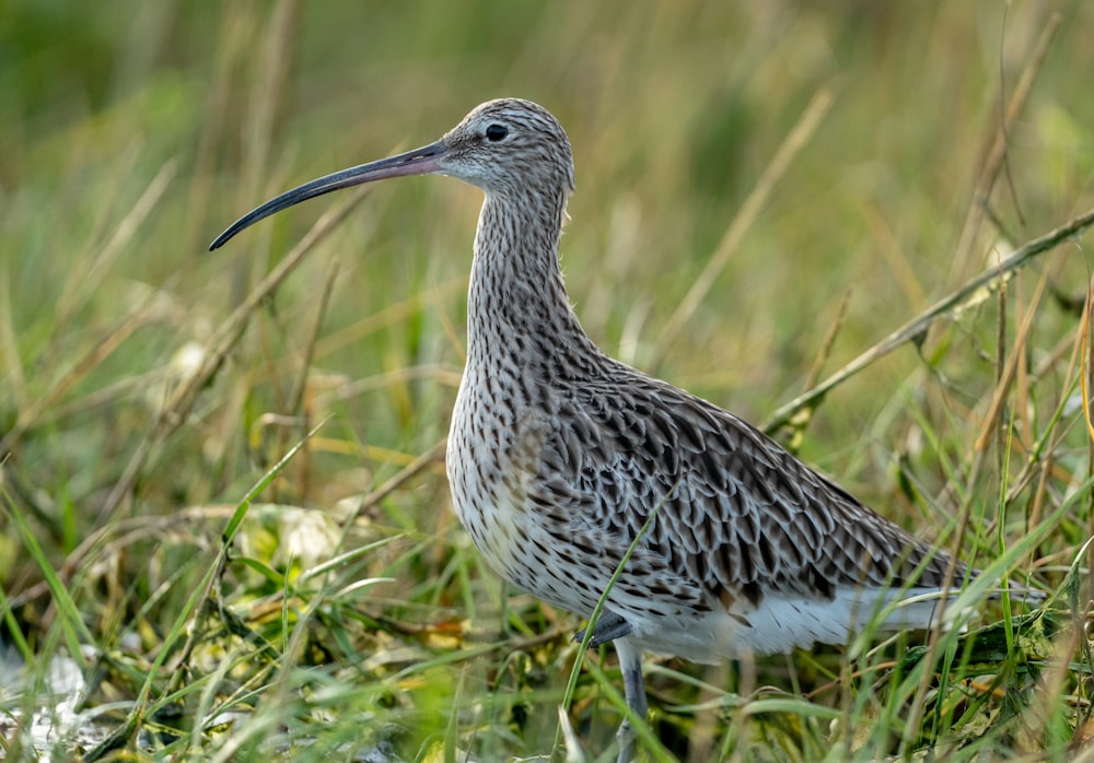 Un pájaro parado en la hierba