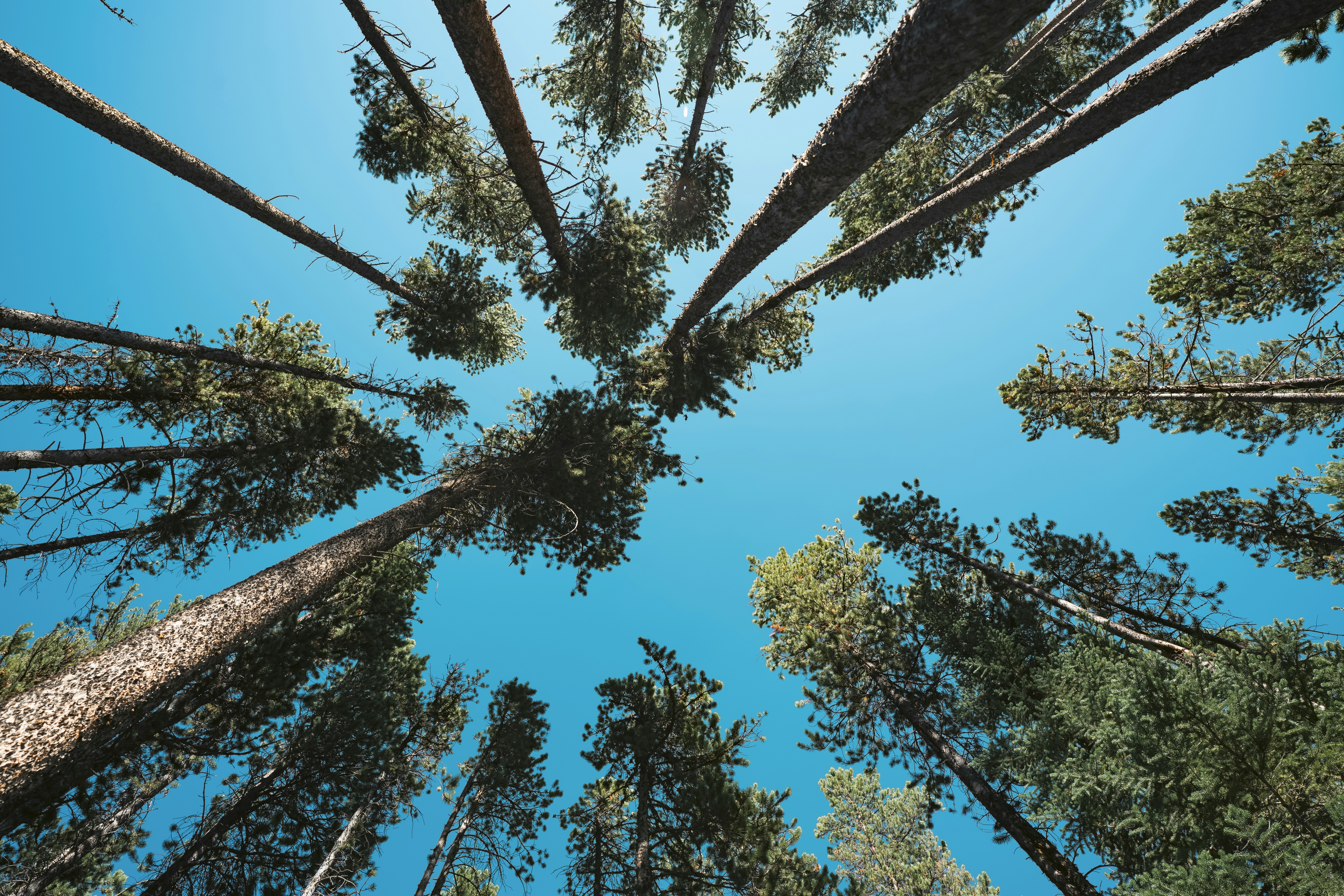 looking up at trees and blue sky, Towering Pines Reaching Into Blue Sky