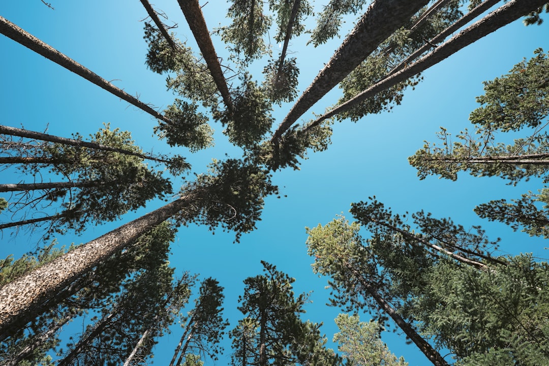 looking up at trees and blue sky, Towering Pines Reaching Into Blue Sky