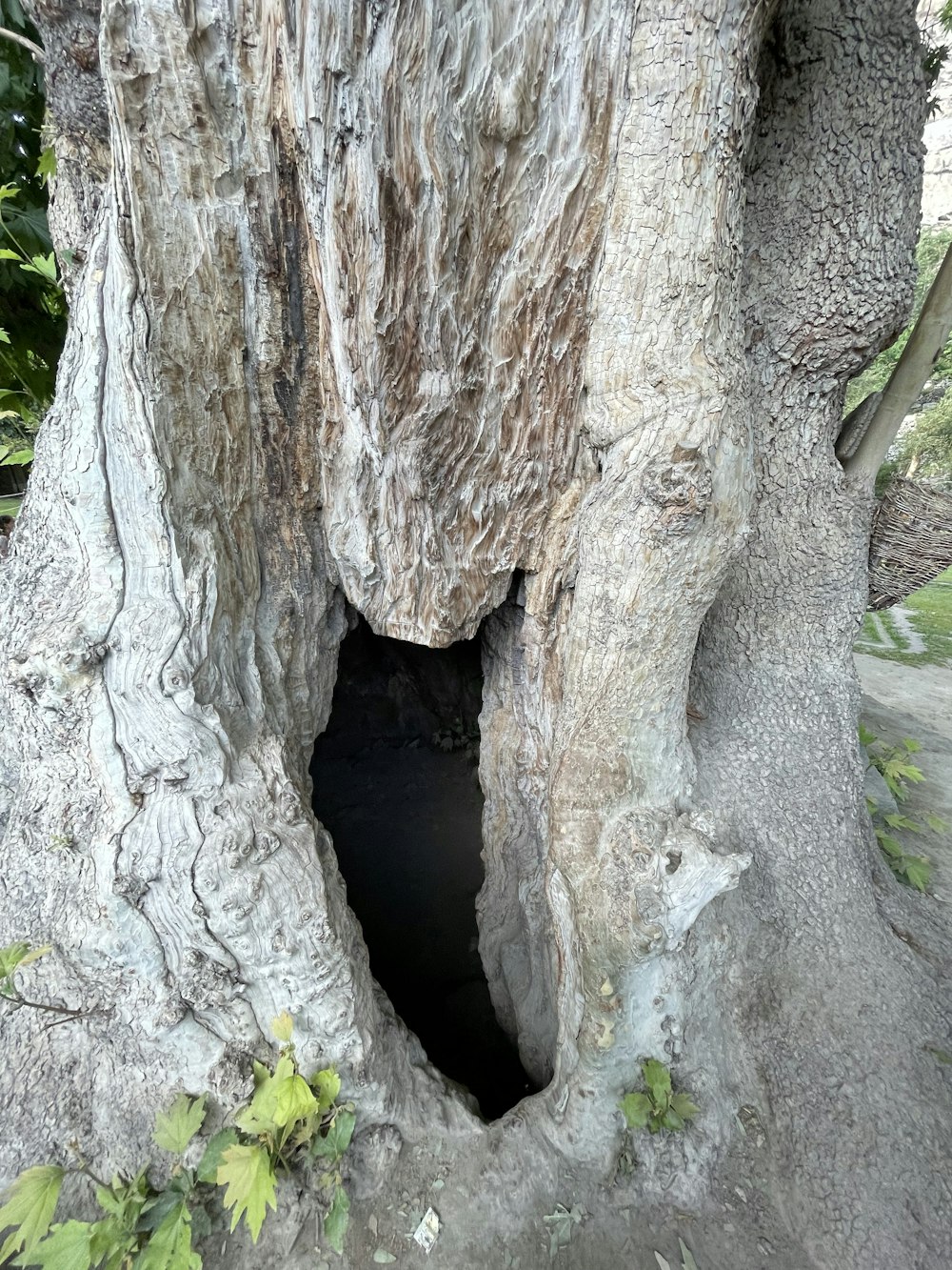 um buraco em uma árvore