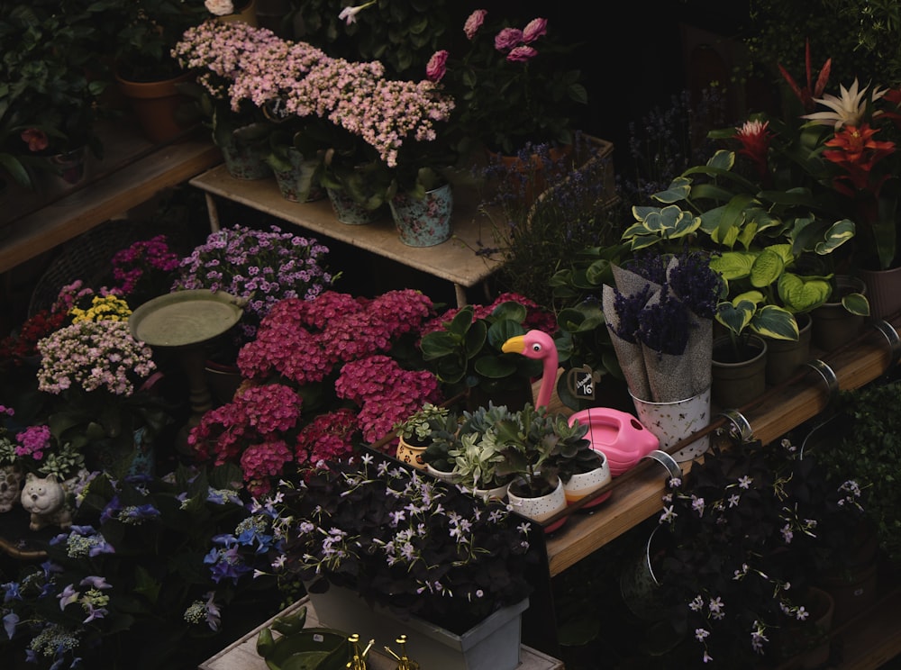 Un grupo de flores en un jardín