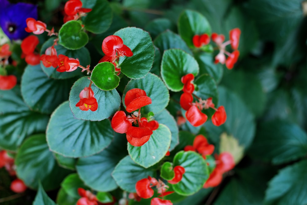 a close up of a flower