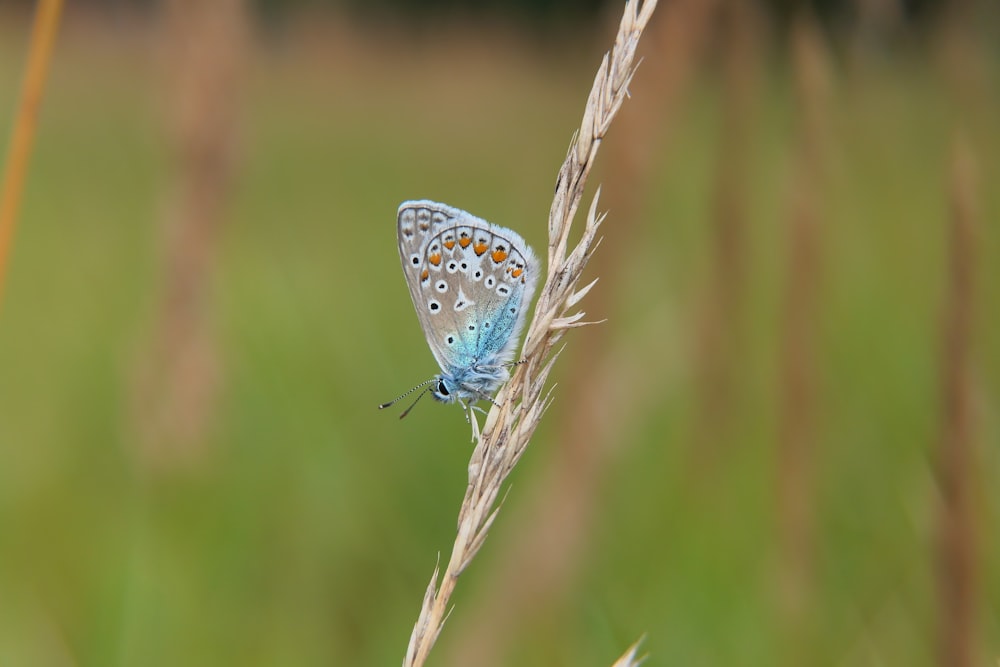 a butterfly on a plant